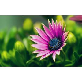 Fototapet autoadeziv Flori model 12, 75x100 cm