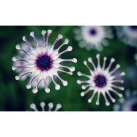 Fototapet autoadeziv Flori model 6, 75x100 cm