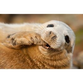 Fototapet autoadeziv Foca, 75x100 cm