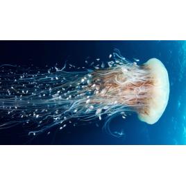 Fototapet autoadeziv Meduza sub apa, 75x100 cm