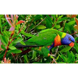 Fototapet autoadeziv Papagalul tricolor, 75x100 cm