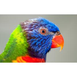 Fototapet autoadeziv Papagaul, 75x100 cm