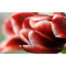 Fototapet autoadeziv Petale rosii, 75x100 cm