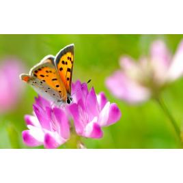 Fototapet autoadeziv Polenizare violeta, 75x100 cm