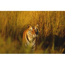 Fototapet autoadeziv Tigrul bengal, 75x100 cm