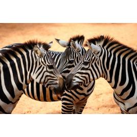 Fototapet autoadeziv Zebre, 75x100 cm