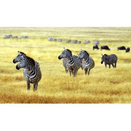 Fototapet autoadeziv Zebre in savana, 75x100 cm