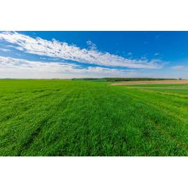 Fototapet autocolant PVC Campul verde, 160x240 cm