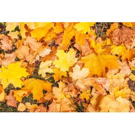 Fototapet autocolant PVC Covorul de frunze, 160x240 cm