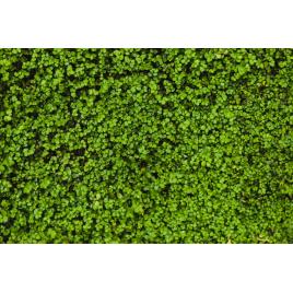 Fototapet autocolant PVC Covorul verde, 160x240 cm