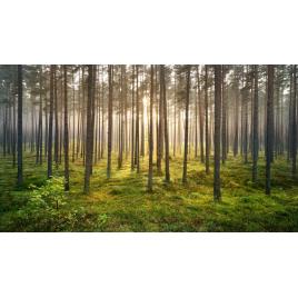 Fototapet autocolant PVC Dimineata in padure, 160x240 cm
