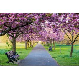 Fototapet autocolant PVC Dimineata in parc, 160x240 cm