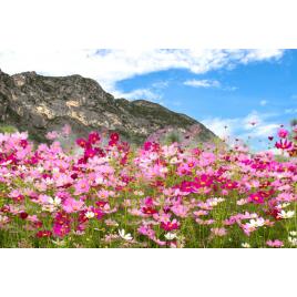 Fototapet autocolant PVC Flori de munte, 160x240 cm