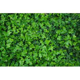 Fototapet autocolant PVC Peretele verde, 160x240 cm