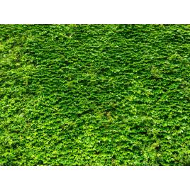 Fototapet autocolant PVC Zidul verde, 160x240 cm
