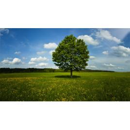 Fototapet autoadeziv PVC 160x240 cm Peisaj 78