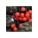 Ghirlanda luminoasa de exterior LED Berry, 160 LED-uri, Rosu, 15.9 m, BERRY160