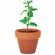 Kit gradinarit, ghiveci de teracota cu seminte de menta,, 5x6x5.5 cm