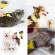 Set de perii pentru curatare profesionala pentru caini pisici si alte animale de companie AEXYA galben cu negru