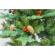 Brad artificial de craciun, flippy, 1.5 m inaltime, verde, decorat conuri de pin si fructe rosii, interior/ exterior