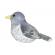 Pasare cu sunet cuc - common cuckoo