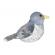 Pasare cu sunet cuc - common cuckoo