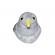 Pasare cu sunet cuc - common cuckoo