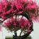 Bonsai decorativ artificial in ghiveci, roz, 28 cm, mct-18k99r