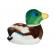 Pasare cu sunet rata salbatica - mallard duck