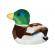 Pasare cu sunet rata salbatica - mallard duck