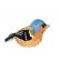 Pasare cu sunet cinteza - chaffinch