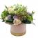 Cutie hortensie greenery
