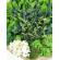 Tablou rotund de lemn cu licheni stabilizati si plante conservate diametru 35 cm