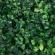Garden of Eden - Gard viu artificial - verde natural - 25 x 25 cm - 11791