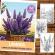 Carte de colorat pentru relaxare si antistres 50 de ilustratii Lavanda 106 pagini
