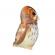 Pasare cu sunet bufnita bruna - tawny owl