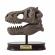 Kit de sapat - craniu t-rex de muzeu