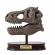 Kit de sapat - craniu t-rex
