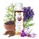 Parfum de rufe marrakech cu arome de sofran, piper negru, lavanda, papyrus si oud, 200ml, 40 de spalari