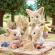 Figurine sylvanian families - gemenii vulpite fennec