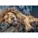 Puzzle trefl 1000 piese - leu dormind