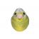 Pasare cu sunet florinte - greenfinch