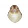 Pasare cu sunet privighetoare - nightingale