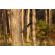 Cutit de vanatoare ideallstore®, survival spirit, otel inoxidabil, amnar, 30.5 cm, negru, teaca inclusa