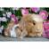 Puzzle porcusor de guinea si iepuras 2x12 piese ravensburger