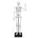 Jucarie educativa - schelet gigant 45 cm