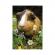 Puzzle iepurasul si porcusorul de guinea, 2x48 piese - dino toys
