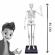 Set educativ schelet 85 cm