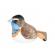 Pasare cu sunet privighetoare gusa vanata - bluethroat