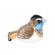 Pasare cu sunet privighetoare gusa vanata - bluethroat